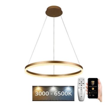 Brilagi - LED Prigušivi luster na sajli CIRCLE LED/42W/230V 3000-6500K + Daljinski upravljač