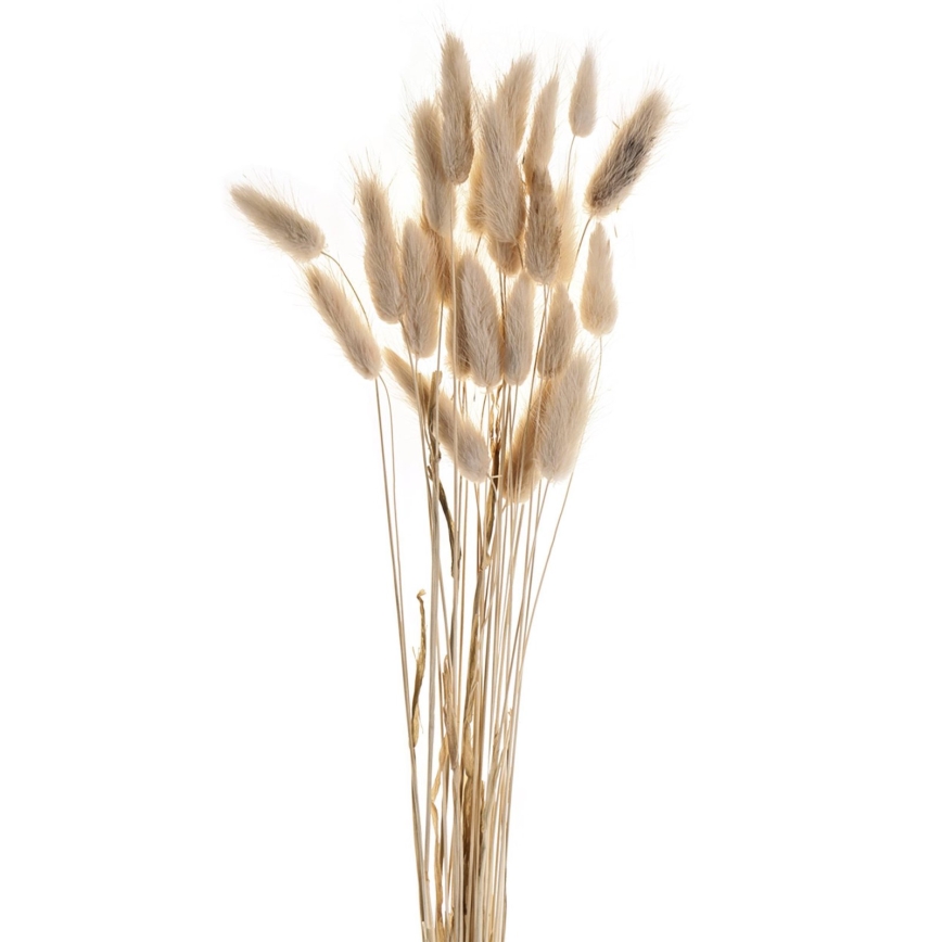 Eglo - Osušeni cvet 60 cm bež