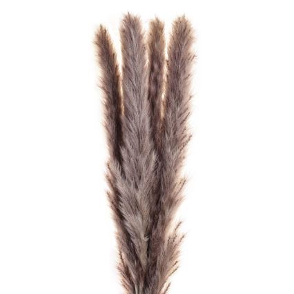 Eglo - Osušeni cvet 60 cm ljubičasta