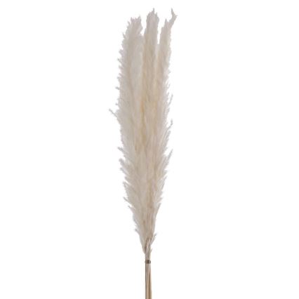 Eglo - Osušeni cvet 70 cm bela