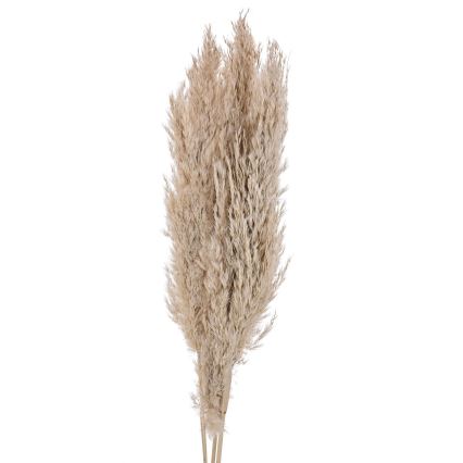 Eglo - Osušeni cvet 85 cm bež