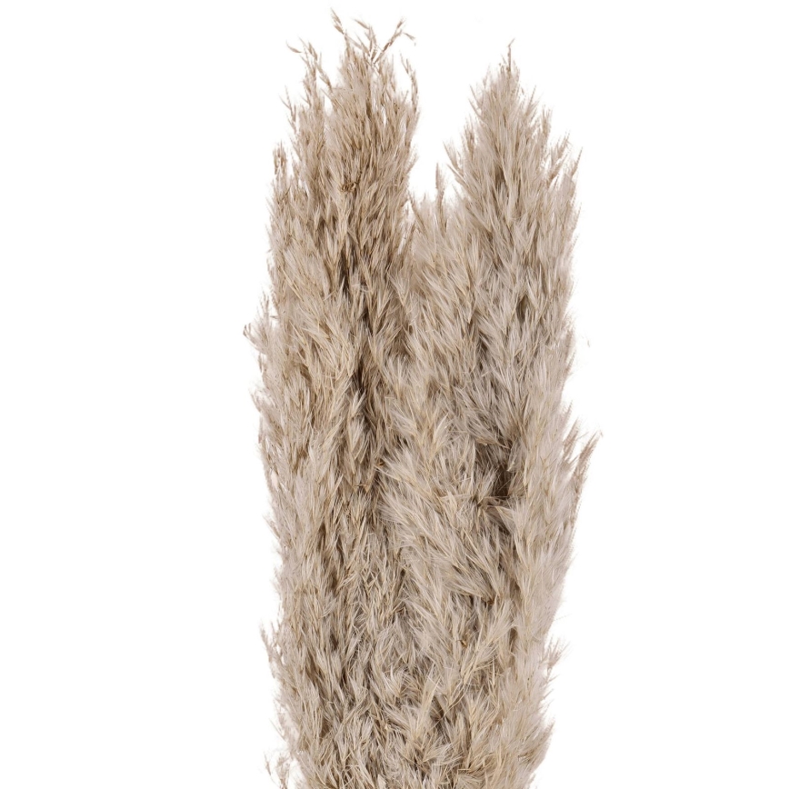Eglo - Osušeni cvet 55 cm bež