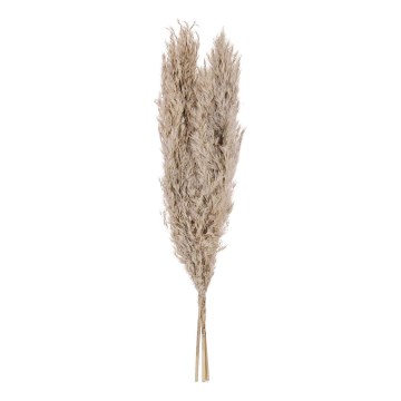 Eglo - Osušeni cvet 55 cm bež