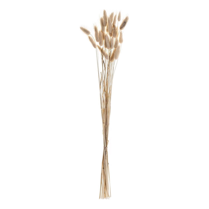 Eglo - Osušeni cvet 60 cm bež