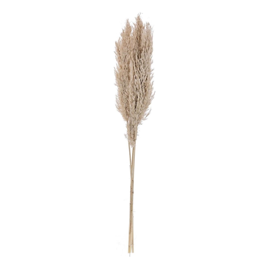 Eglo - Osušeni cvet 85 cm bež
