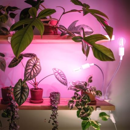 Fleksibilna stona lampa sa klipsom za uzgoj biljaka PLANTY 2xE27/30W/230V bela