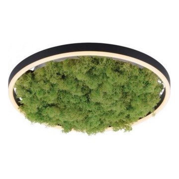 JUST LIGHT. 15391-66 - LED Prigušiva plafonjera zeleno RITU LED/20W/230V