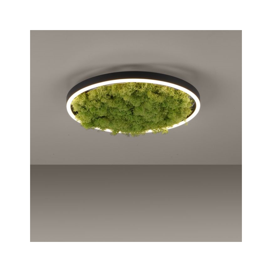 JUST LIGHT. 15391-66 - LED Prigušiva plafonjera zeleno RITU LED/20W/230V