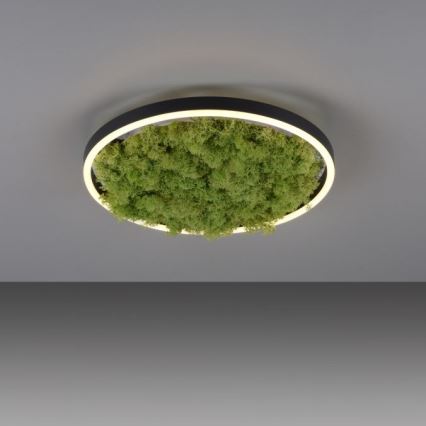 JUST LIGHT. 15391-66 - LED Prigušiva plafonjera zeleno RITU LED/20W/230V