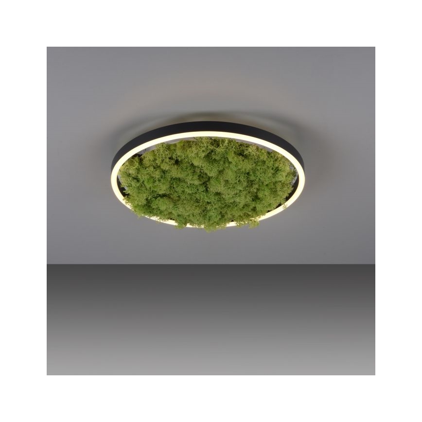 JUST LIGHT. 15391-66 - LED Prigušiva plafonjera zeleno RITU LED/20W/230V