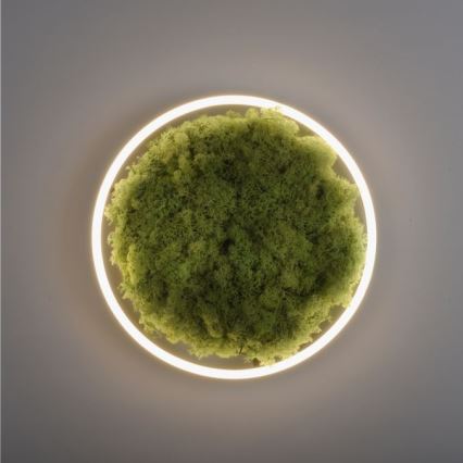 JUST LIGHT. 15391-66 - LED Prigušiva plafonjera zeleno RITU LED/20W/230V
