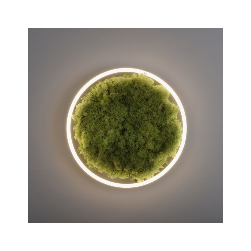 JUST LIGHT. 15391-66 - LED Prigušiva plafonjera zeleno RITU LED/20W/230V