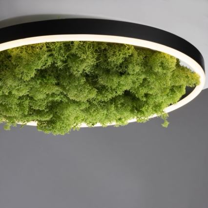 JUST LIGHT. 15391-66 - LED Prigušiva plafonjera zeleno RITU LED/20W/230V