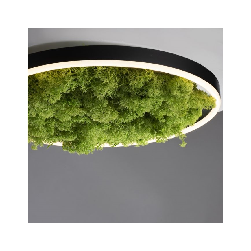 JUST LIGHT. 15391-66 - LED Prigušiva plafonjera zeleno RITU LED/20W/230V