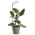 LED prigušiva stona lampa za uzgoj biljaka VERDI LED/5W/5V 1300K CRI 95 bela