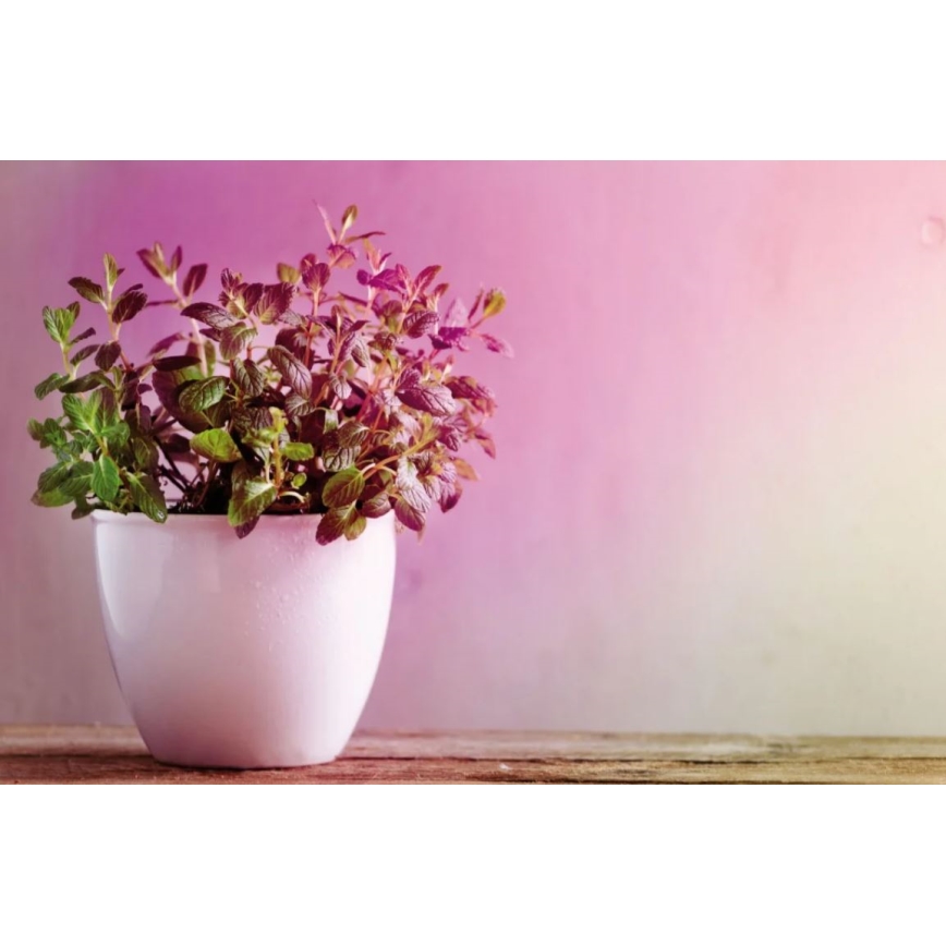 LED Sijalica za rast biljaka GROW zeleno R50 E14/4W/230V - Paulmann 28734