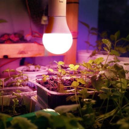 LED sijalica za rast biljaka PLANTY E27/11W/230V 1200K bela