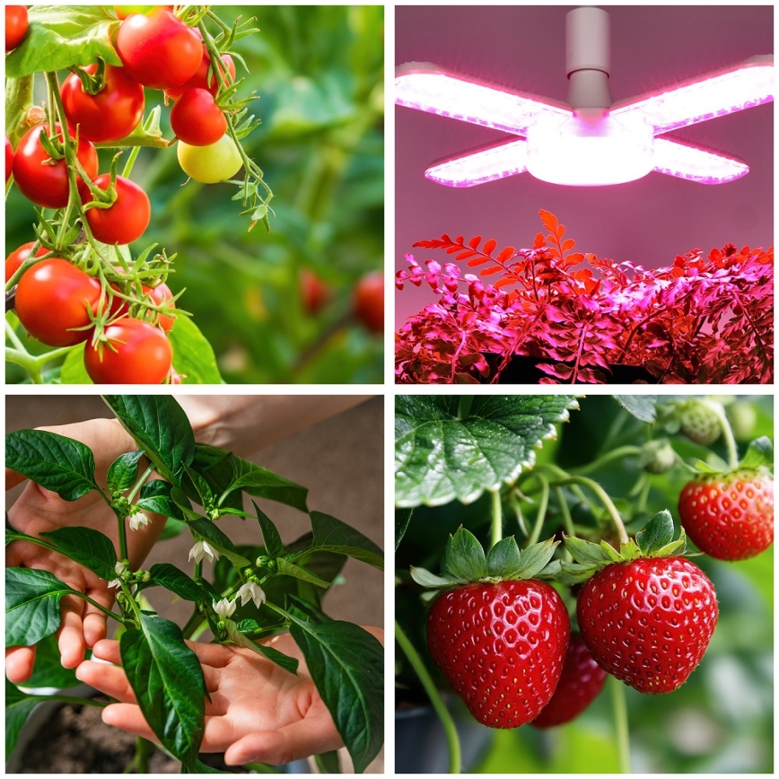 LED Sijalica za rast biljaka PLANTY E27/40W/230V 1200K