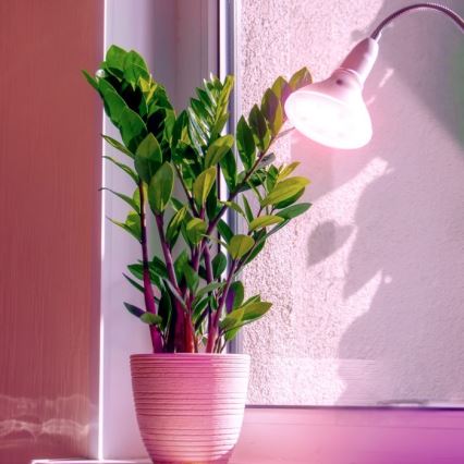 LED sijalica za rast biljaka PLANTY E27/7W/230V 1200K bela
