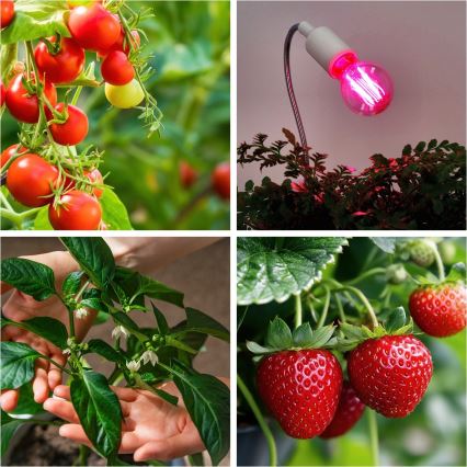 LED Sijalica za rast biljaka PLANTY E27/8W/230V 1200K