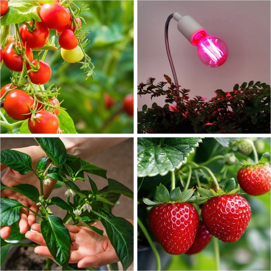 LED Sijalica za rast biljaka PLANTY E27/8W/230V 1200K