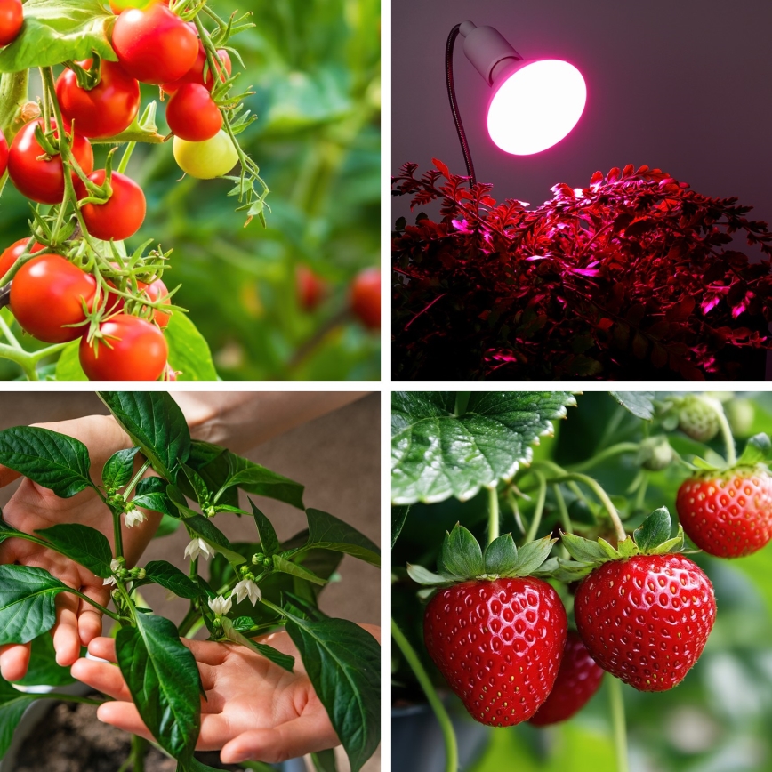 LED Sijalica za rast biljaka PLANTY E27/9W/230V 1200K bela