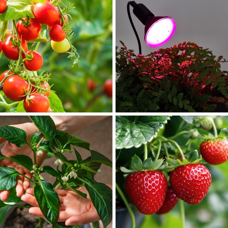 LED Sijalica za rast biljaka PLANTY E27/9W/230V 1200K crno