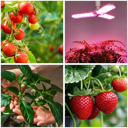 LED sijalica za uzgoj biljaka PLANTY E27/24W/230V 1200K