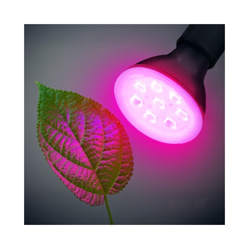LED sijalica za uzgoj biljaka PLANTY E27/7W/230V 1200K crna