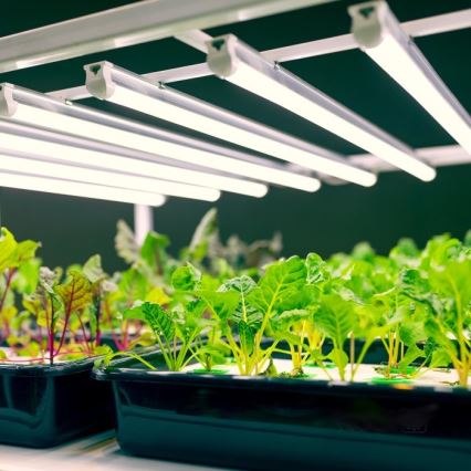 LED svetlo za montažu ispod kuhinjskih elemenata za uzgoj biljaka GROWLY LED/9W/230V belo