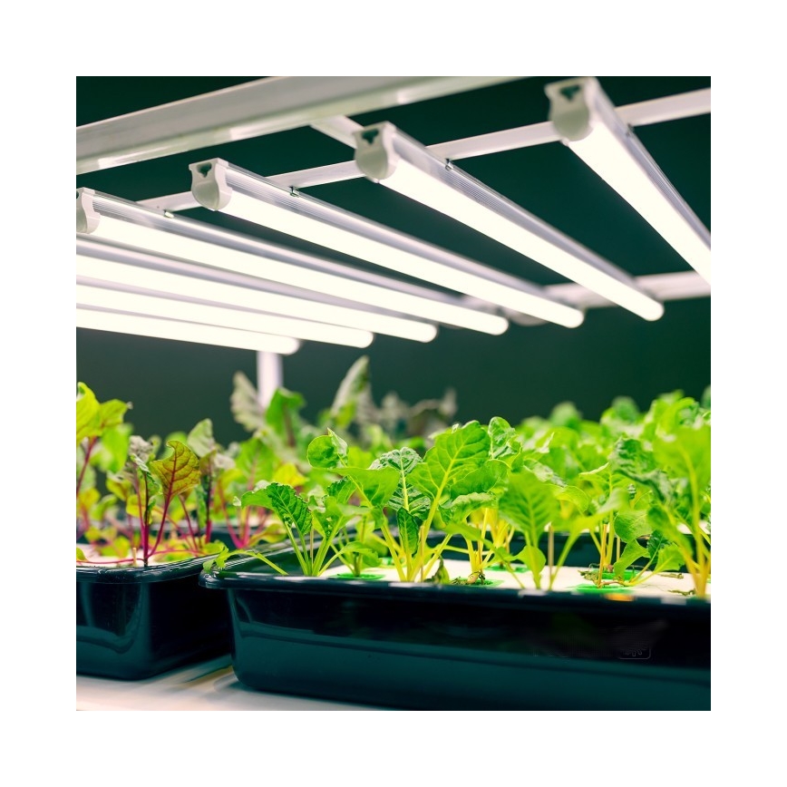LED svetlo za montažu ispod kuhinjskih elemenata za uzgoj biljaka GROWLY LED/9W/230V belo