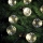 Markslöjd 703181 - LED božićni niz DAKKE za spoljašnju upotrebu, 10x LED, 7,5 m, IP44, toplo belo